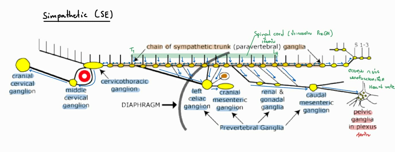 <p>อธิบาย <span>Canine Autonomic Nervous System</span> ในส่วนของระบบ Sympathetic</p>