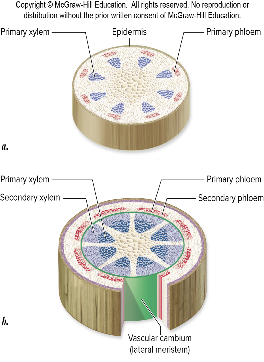 <ul><li><p>Xylem</p><ul><li><p>Transport of nutrients &amp; water from soil</p></li></ul></li><li><p>Phloem</p><ul><li><p>Transports products of photosynthesis &amp; other materials around plant body</p></li></ul></li></ul><p></p>