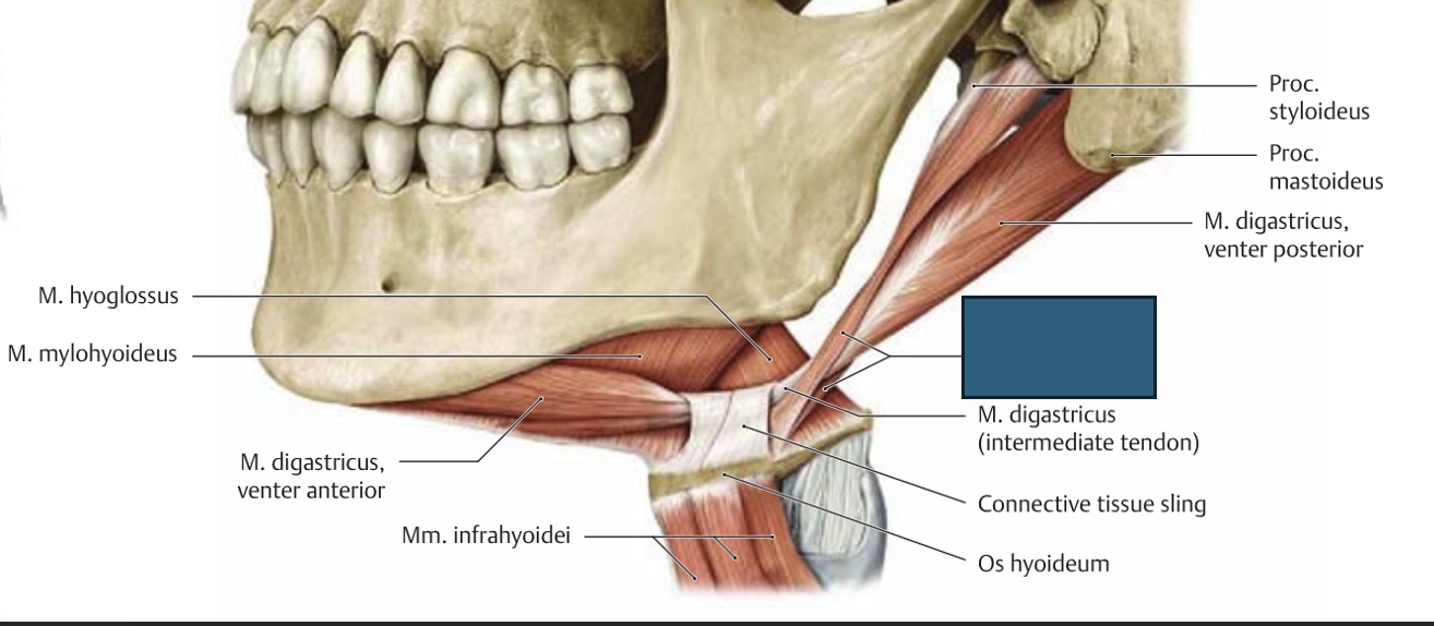 <p>m. stylohyoideus → tõstab kõri taha üles</p>