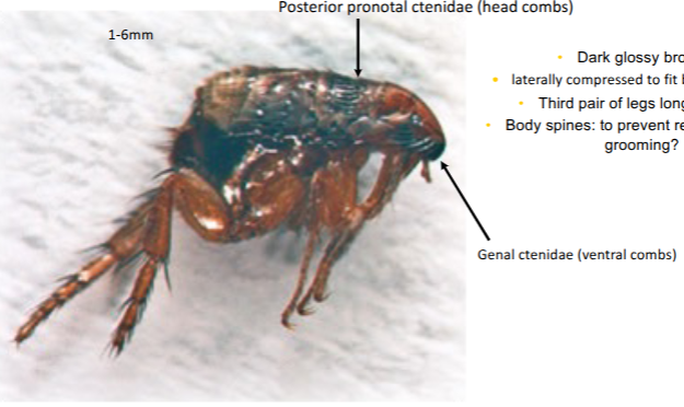 <p>dark glossy brown</p><p>laterally compressed to fit between hairs </p><p>3rd pair legs longer, stout</p><p>body spines to prevent removal during grooming </p><p>resilin in back legs is compressed to release&nbsp;</p><p>peak acceleration = 100G</p>