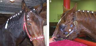 <p>what do you call the system set up on the horse that allows continuous administration of topical medication to the eye?</p>