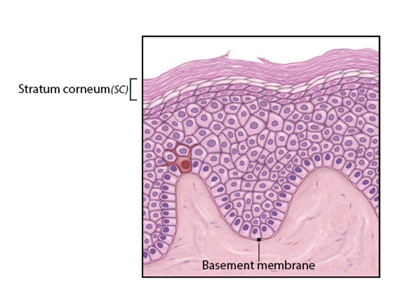 <p>-most superficial layer</p><p>-individual keratinocyte from stratum basale to strata corneum exists for about 4 weeks *(lost due to desaquamation)</p><p>-15 to 30 layers of dead, scaly interlocked keratinized cells *(cells are anucleate) *(tightly packed together) *(contain large amounts of keratin)</p><p>-protective, durable overcoat *(thickened plasma membrane enhanced by special glycoproteins waterproofs the strata corneum) *(relatively insensitive to biological, chemical, and physical assault)</p>