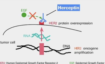 <p>– Un <strong>anticorps thérapeutique</strong> : <strong>Herceptin</strong><br>– Il bloque le récepteur HER2 → Plus de facteurs de croissance→ <strong>empêche la progression tumorale</strong></p>