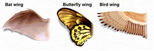 Describes how unrelated species may have similar traits or functions even when they are not from the same heritage. Analogous structures evolve because the species will have similar selection pressures and fill - similar ecological roles.
Similar selection pressures → The same adaptations are favoured → beneficial adaptations have survival advantage.
- May indicate convergent evolution