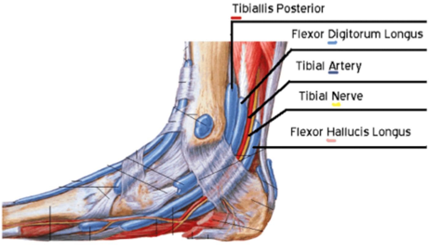 <p>Tom, Dick And Nervous Harry</p><p>Tibialis Posterior</p><p>Flexor Digitorum Longus</p><p>Tibial Artery</p><p>Tibial Nerve</p><p>Flexor Hallucis Longus</p>