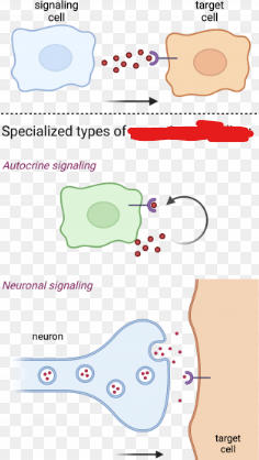 <p>Cells communicating with multiple cells in a close proximity without coming into contact with them. Usually this is done by cells releasing molecules that diffuse through the space between the cells communicating.</p><p>In this type of signaling multiple signaling molecules are released (in order to communicate with multiple other cells). In addition to this the ligands released move from the releasing cells environment to an intermediate environment before binding to the other cell (and potentially being absorbed into its environment).</p><p>A type of signaling used by multicellular organisms.</p><p>This type of signaling is especially important during development when nearby cells have to tell each other what to do.</p>