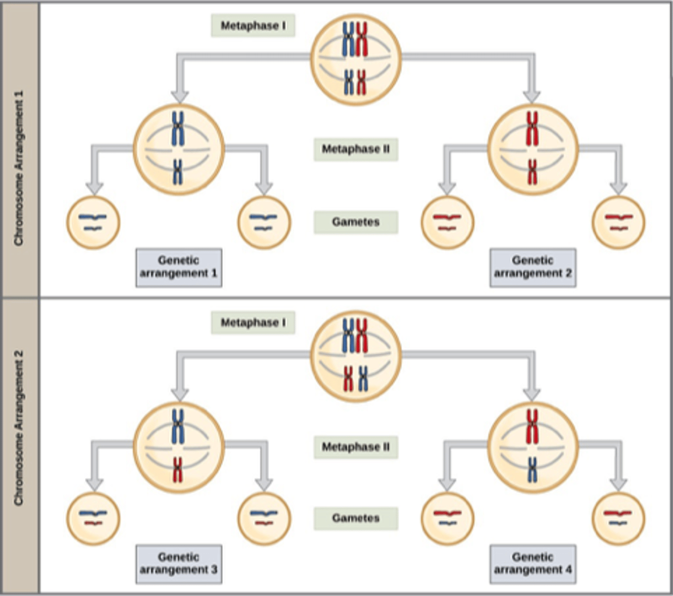 <p>•Random arrangement of homologous chromosomes</p><p>Two chromosome arrangements</p><p>Four genetic arrangements </p>