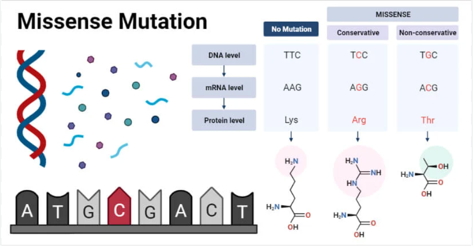 <p>Both are types of missense mutations, categorized by the nature of the amino acid substitution:</p><ol><li><p><strong>Conservative Missense Mutation</strong>: The substituted amino acid has biochemical properties (e.g., size, charge, polarity) similar to the original amino acid. This often results in a protein that retains some or most of its original function.</p></li><li><p><strong>Non-conservative Missense Mutation</strong>: The substituted amino acid has significantly different biochemical properties compared to the original amino acid. This type of mutation is more likely to cause a major change in protein structure and function, potentially leading to a non-functional protein or disease.</p></li></ol><p></p>
