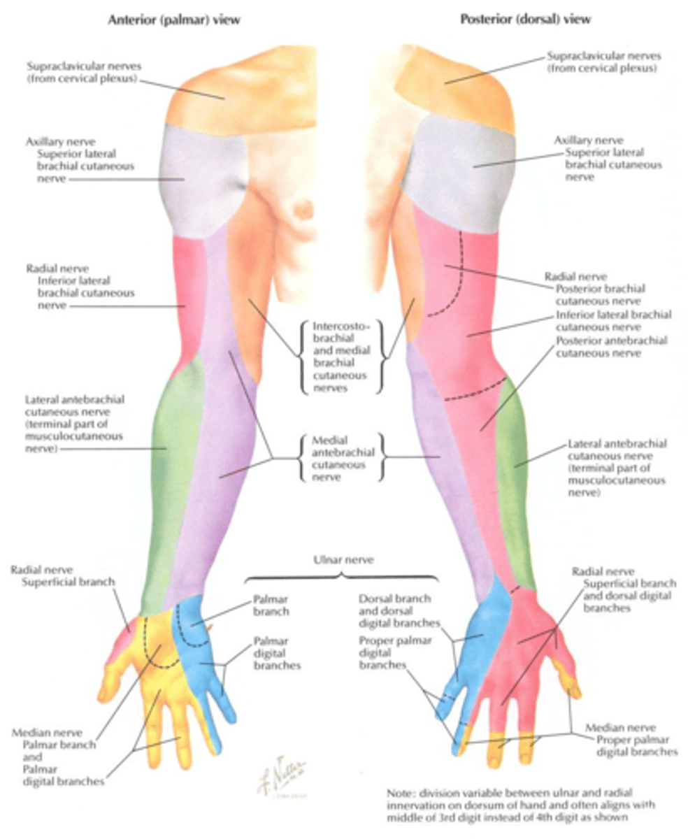 <p>- contain fibers from more than one spinal nerve or spinal segment</p>