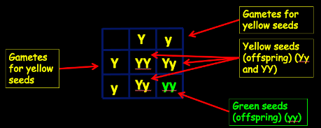 <p>The inheritance of a single characteristic. Uses a punnett square to determine genotype and phenotype:</p>