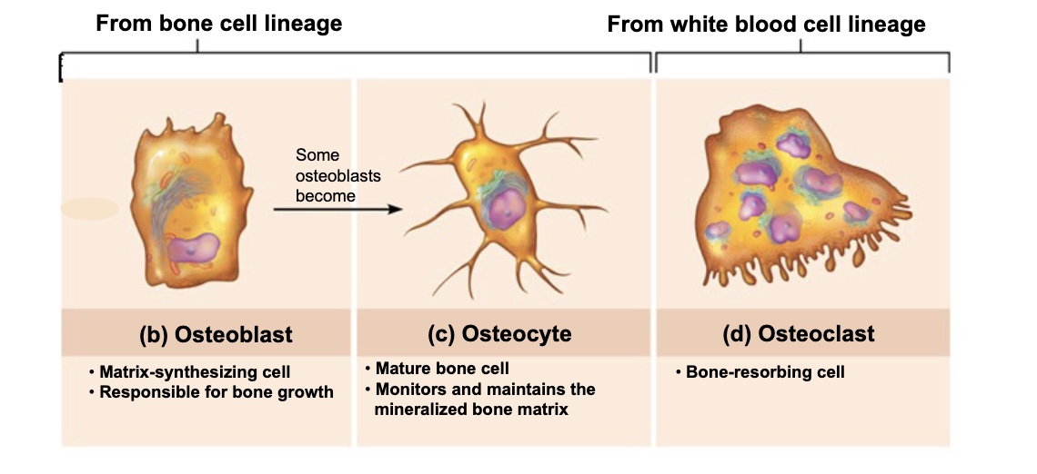 <ul><li><p>large, multinucleate cells that break down bone tissue (bone absorption) and are derived from the same stem cells as macrophages</p></li><li><p>they are active in depressions called resorption bays; they gave ruffled borders that increase surface area for dissolving bone</p></li></ul><p></p>