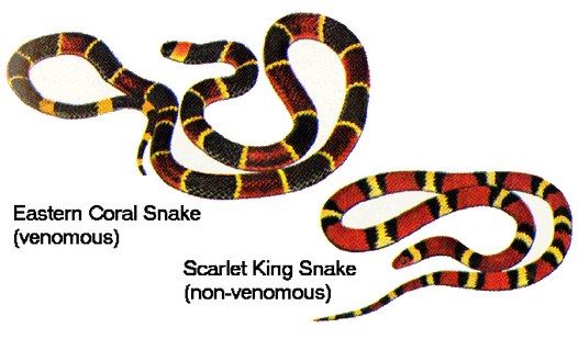 <ul><li><p><span style="background-color: transparent;"><span>A harmless animal (the mimic) copies a known harmful animal (the model)</span></span></p></li></ul><ul><li><p><span style="background-color: transparent;"><span>Ex. The venomous coral snake serves as a model for the harmless king snake.</span></span></p></li></ul><p></p>