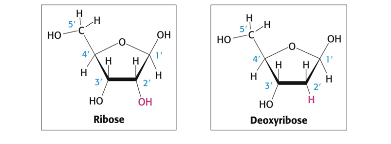 --> ribonucléosides = le sucre est le D-ribose: groupe -OH
--> désoxyribonucléosides = le sucre est le 2-désoxy-D-ribose: groupe hydrogène = réduction