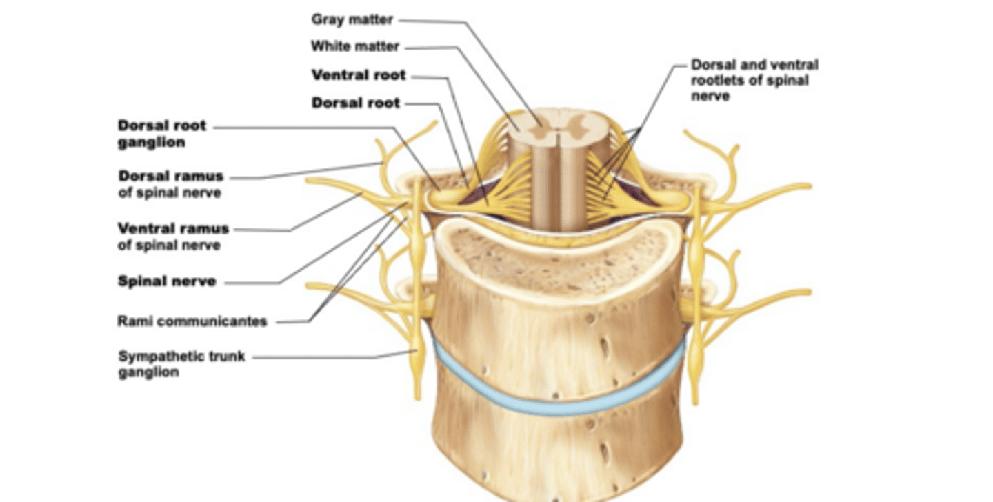 <p>-connect to the spinal cord via a dorsal and ventral root</p><p>-roots formed via rootlets</p><p>-spinal nerve branches into a dorsal and ventral ramus</p><p>-rami communicantes connect to the base of the ventral ramus, lead to the sympathetic chain ganglia (thoracic region)</p>
