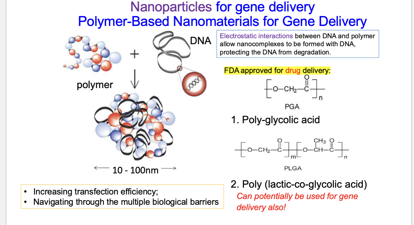 <ul><li><p><strong>electrostatic interactions</strong> between DNA + polymer allow nanocomplexes to be formed with DNA → protects DNA from degradation</p></li><li><p><strong>PGA (poly-glycolic acid) = FDA approved for drug delivery</strong></p></li><li><p>poly (lactic-co-glycolic acid) → <strong>can potentially be used for gene delivery also</strong></p></li><li><p>benefits</p><ul><li><p>increasing transfection efficiency</p></li><li><p>navigating through the multiple biological barriers</p></li></ul></li></ul><p></p>