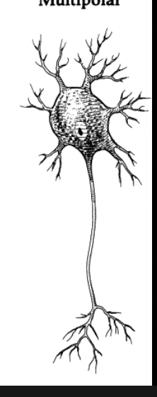 <p>motor impulses, most abundant</p>