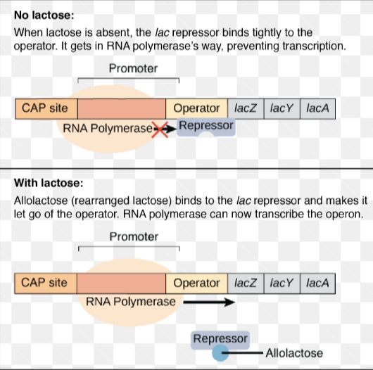 <p>transcription is usually off, but can be turned on (induced) </p><p>off→on</p><p>ex. the lac operon in E.coli </p><p>has both positive and negative regulation</p><p>glucose is the preferred energy source, but if levels are low/absent, E.coli can switch to lactose</p><p>the lac operon includes 3 genes that encode enzymes for the use/breakdown of lactose</p><p>these genes are only expressed when lactose is present </p>