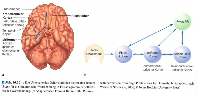 <p class=""><span data-name="check_mark_button" data-type="emoji">✅</span> <strong>Kurzversion:</strong><br>Geruchssignale gelangen vom Riechkolben in den <strong>piriformen Kortex</strong> (primärer olfaktorischer Kortex) und anschließend in den <strong>orbitofrontalen Kortex</strong> (sekundärer olfaktorischer Kortex). Die <strong>Amygdala</strong> verarbeitet dabei emotionale Aspekte des Geruchs.</p><div data-type="horizontalRule"><hr></div><p class=""><span data-name="brain" data-type="emoji">🧠</span> <strong>Langversion:</strong></p><ul><li><p class=""><strong>Piriformer Kortex (primär):</strong> Erste zentrale Verarbeitungsstation für Geruchssignale, liegt unterhalb des Temporallappens.</p></li><li><p class=""><strong>Orbitofrontaler Kortex (sekundär):</strong> Weiterverarbeitung und Integration mit anderen Sinnen wie Geschmack; liegt im Frontallappen hinter den Augen.</p></li><li><p class=""><strong>Amygdala:</strong> Verknüpft Geruchseindrücke mit <strong>emotionalen Reaktionen</strong>, etwa Ekel oder Freude; auch bei Gesichts- und Schmerzwahrnehmung beteiligt.</p></li><li><p class="">Diese Struktur erklärt, warum Gerüche oft <strong>intensive Erinnerungen</strong> oder Gefühle hervorrufen.</p></li></ul><p></p>