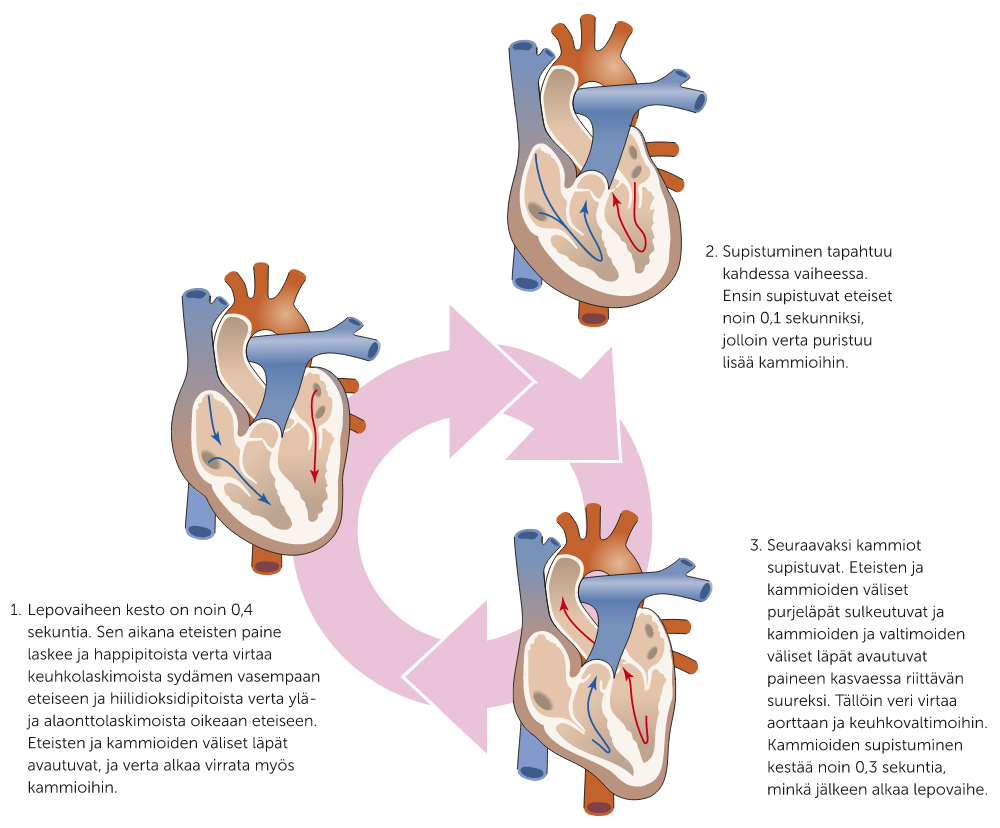sydämen toimintakierto