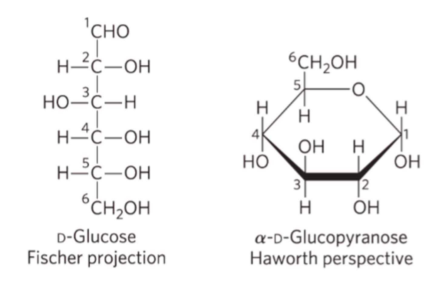 <p>a more accurate representation of cyclic sugar structure than Fischer projections<br>-Six-membered ring is tilted<br>-Bonds closest to the reader are drawn thicker than those father away</p>