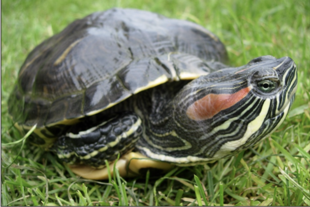 <p><em><span>Trachemys scripta elegans</span></em></p>
