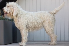 <p>Origin: France</p><p>Height: 19-22 in</p><p>Weight: 35-53 lbs</p><p>Life Span: 12 yrs</p><p>Type: Scent Hound</p>
