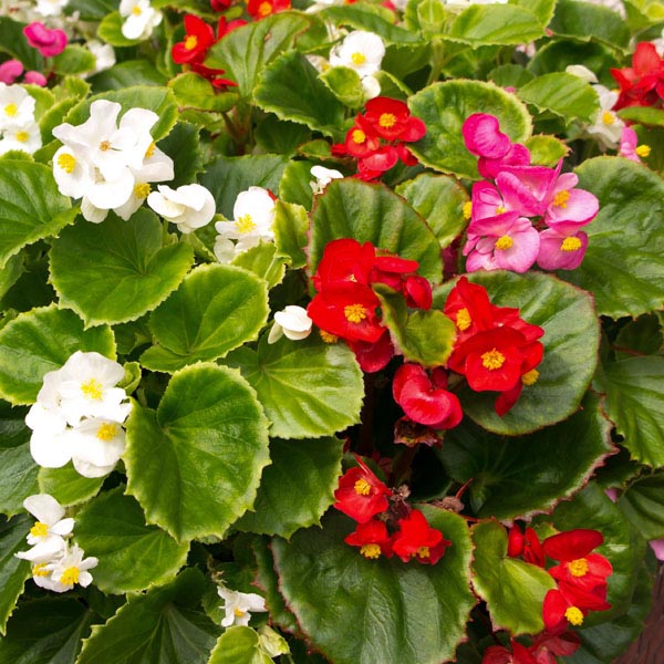 <p><em>Begonia</em></p>