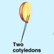 <p>What is this structure of? </p>