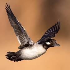 <p><span><span>Bucephala albeola</span></span></p>