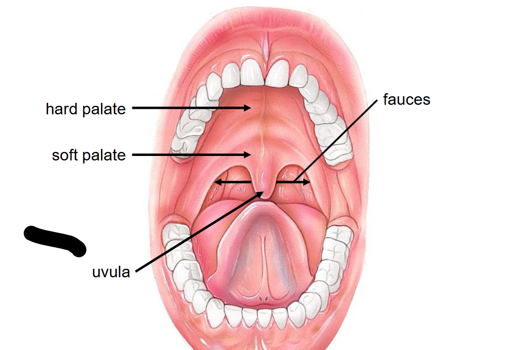 <p>Uvula</p>