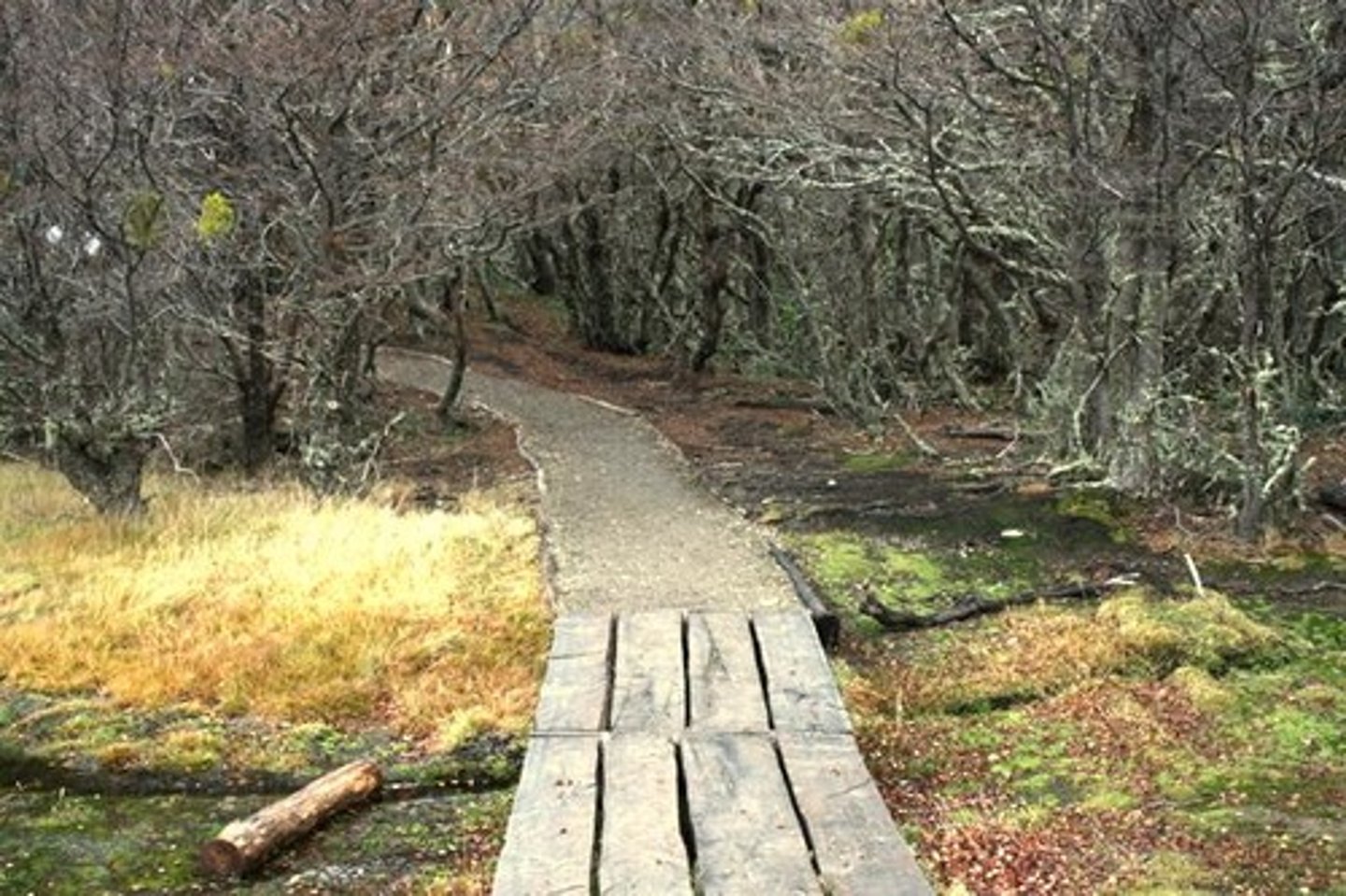 <p>trail; path</p>