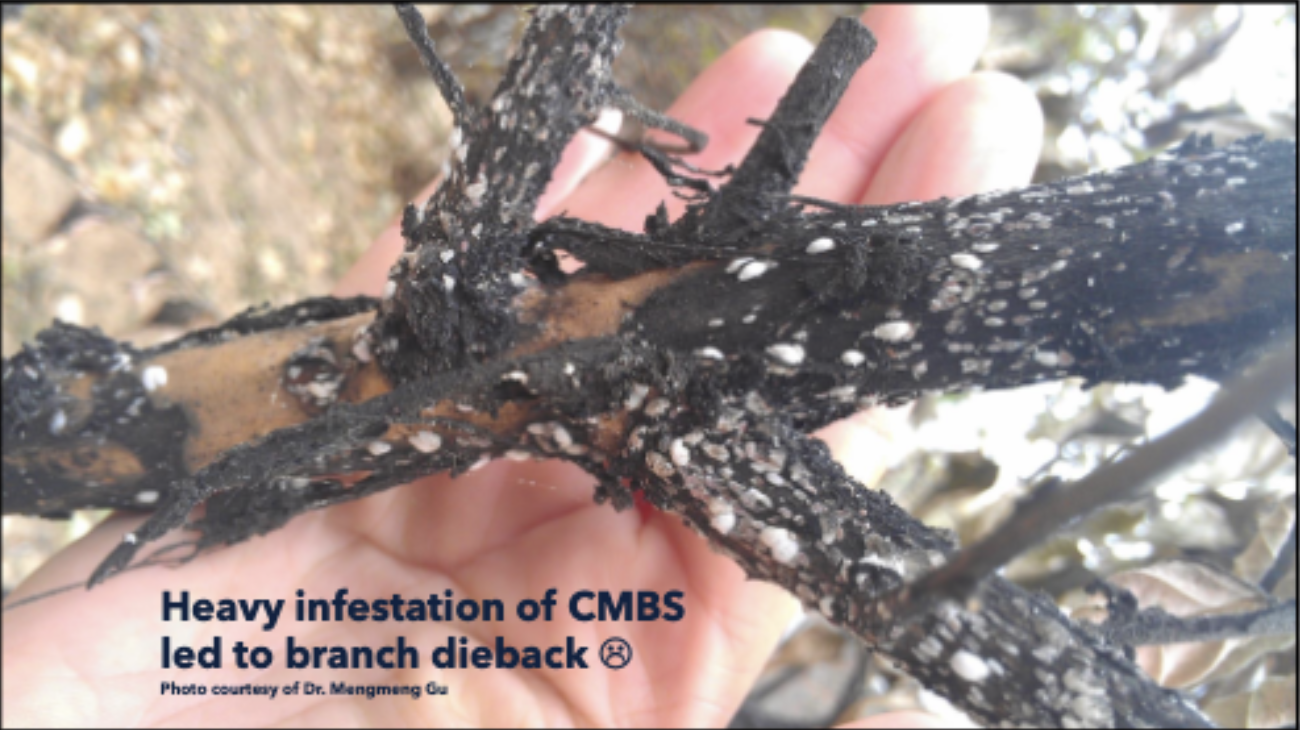 <p>Mealybugs</p>