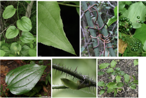 <ul><li><p><span>Family: Smilacaceae</span></p></li><li><p><span>Bristly Green-brier</span></p></li></ul><p></p>