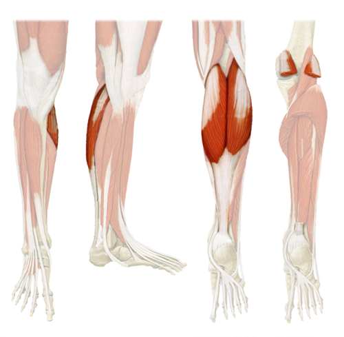 (calf muscle)