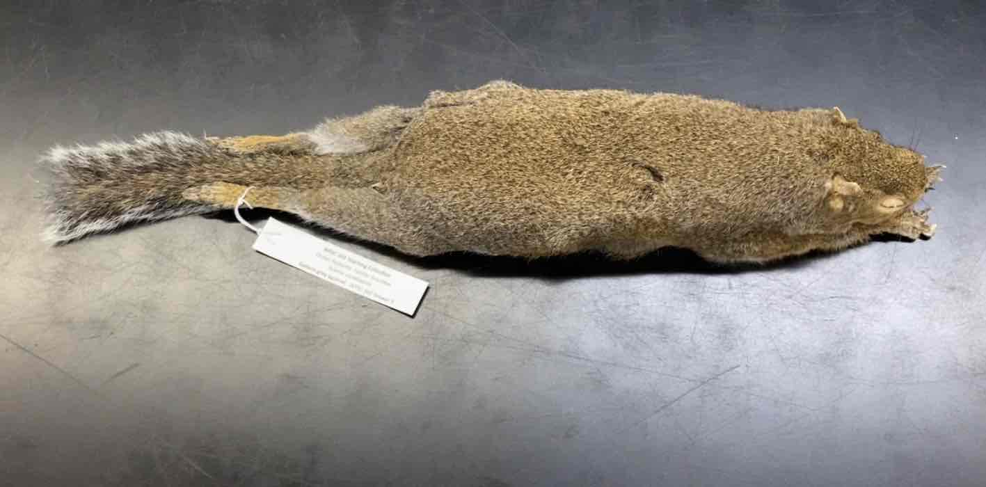 <ul><li><p>Order- Rodentia </p></li><li><p>fam- Sciuridae </p></li></ul><p>medium sized. upperparts gray to yellowish, rusty limbs, sides of neck and sides of rumb with gray tipped or white tipped hairs. hairs of tail yellow at base, then black, then tipped with white. underparts white and ears with noticeable white spot at the base in winter. primarily herbivorous with their mainstay bein mast from oaks (acorns). also feed on grapes, fungi, leaf buds, sedges, grass, larval and adult insects, and amphibians. Diurnal. </p>