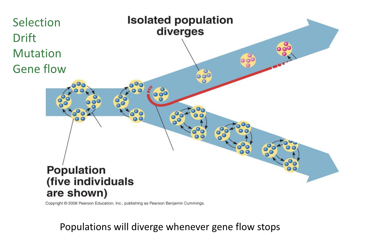 <p><span style="background-color: transparent;"><span>Divergence of genetic composition of lineages</span></span></p><p><span style="background-color: transparent;"><span>Ex: In the picture once the gene flow stops the populations diverge from one another</span></span></p><ul><li><p>(Aka once populations diverge gene flow ends) </p></li></ul><p></p>