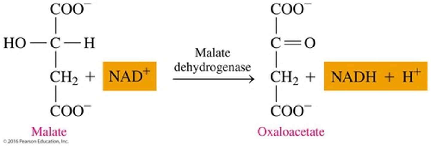 <p>Oxidizes malate to oxaloacetate, producing NADH.</p>