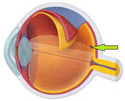 <p>central focal point in retina, cones cluster around it</p>