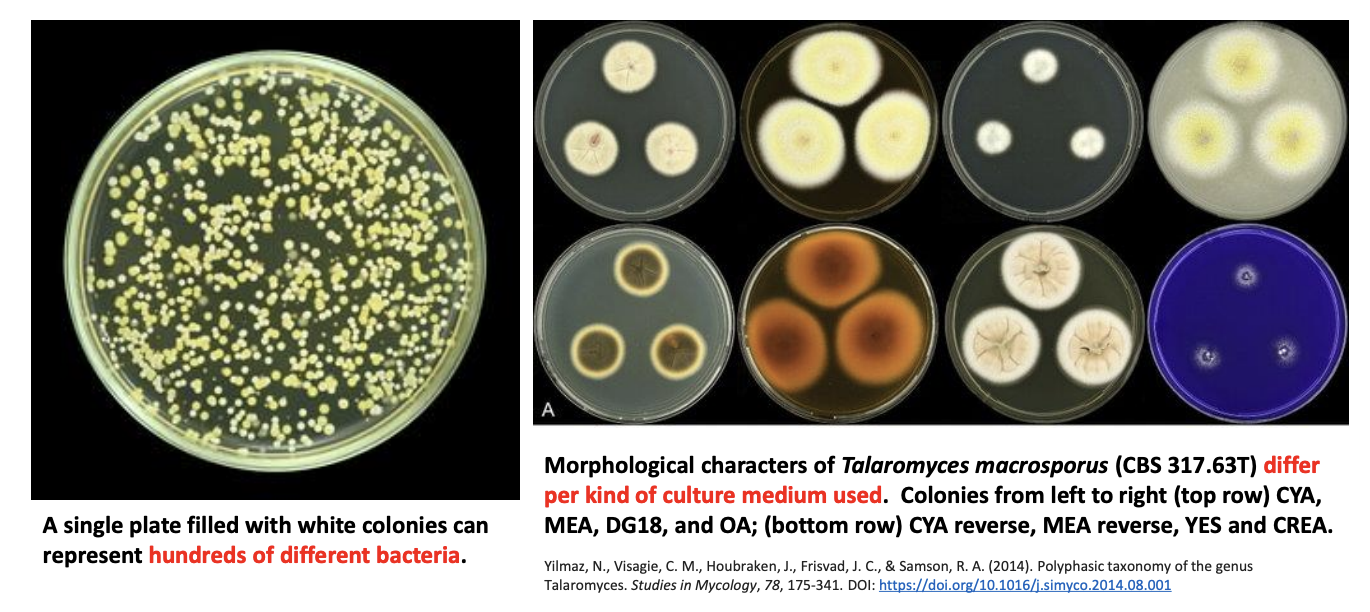 <ul><li><p>Microorganisms are<strong> phenotypically indistinguishable or morphologically plastic.</strong></p></li><li><p>A single plate filled with white colonies can represent <strong>hundreds of different bacteria.</strong></p></li><li><p>Morphological characters of <em>Talaromyces macrosporus </em><strong>differ per culture medium used.</strong></p></li></ul><p></p>