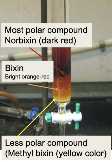 <ul><li><p>Yellow fractions will come off the column first. Collect these in a 125 mL Erlenmeyer flask.</p></li><li><p>The intense Orange-red (Bixin) band will be next.</p></li><li><p>When the Bixin band has finished eluting – you should stop collecting fractions</p></li></ul><p></p>