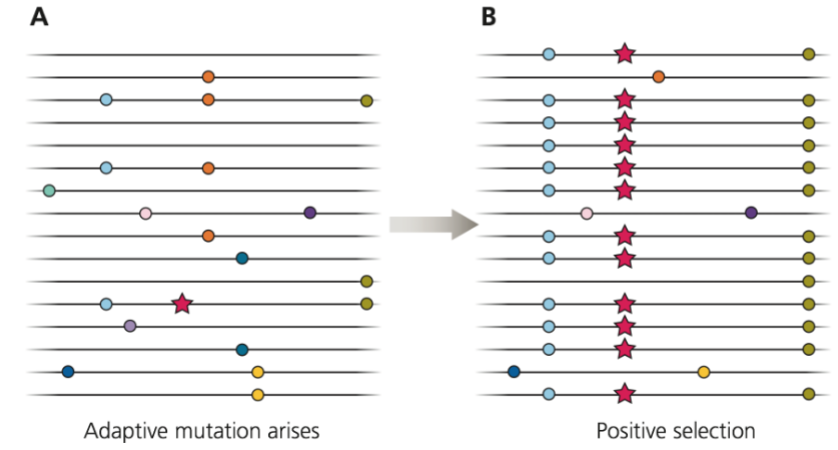 <p> Genetic linkage: physical proximity of alleles at different loci</p><p> Selective sweeps: strong selection can “sweep” a favorable allele to fixation so fast that there is little time for recombination and the locus is therefore still in Linkage Disequilibrium</p>