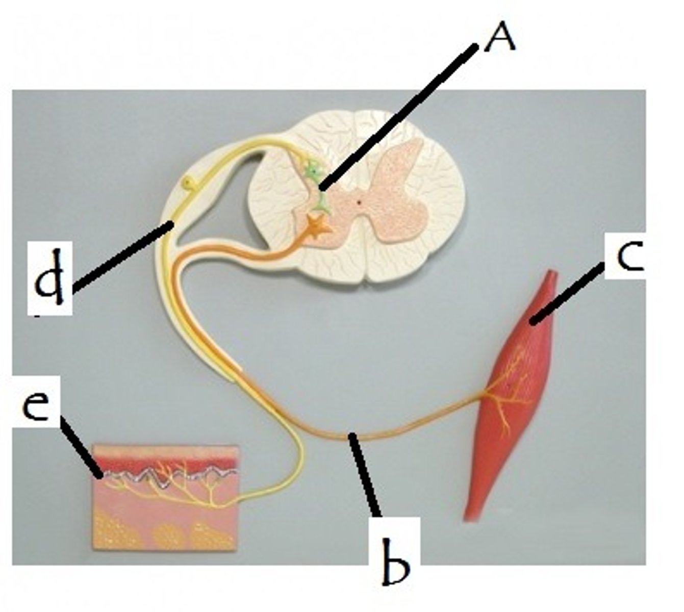 <p>C is what component of a reflex arc?</p>
