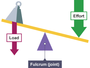 <p>Fulcrum is in the middle, effort and load are on the outside</p>