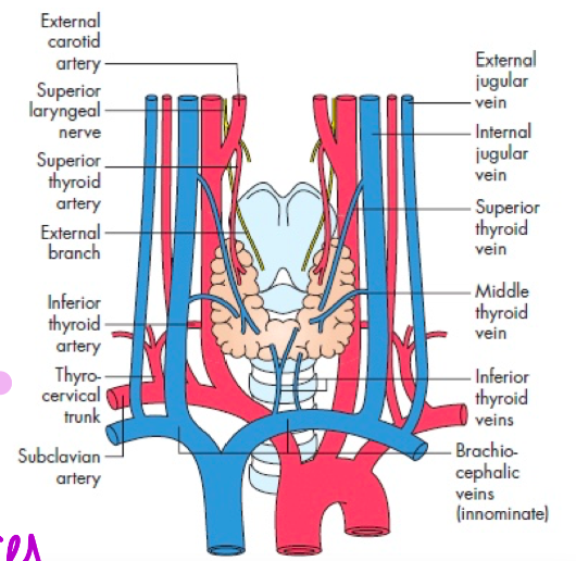 Highly vascular due to endocrine function 

\
Arteries:


1. Superior thyroid artery - from external carotid artery 
2. Inferior thyroid artery - from the thyrocervical trunk 

\
**Anatomical Variations**

Thyroid Ima Artery - An inconstant branch to the thyroid gland, from the brachiocephalic trunk (in about 10% of individuals)

*Can be punctures during tracheotomy!*

\
Veins:


1. Superior thyroid vein - to the internal jugular vein
2. Middle thyroid vein - to the internal jugular vein 
3. Inferior thyroid vein - to the brachiocephalic vein 

\
\

