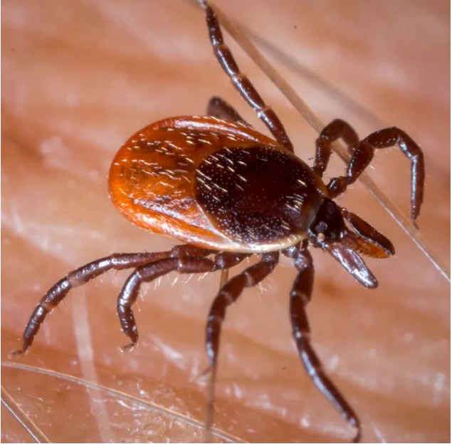 Diseases transmitted by this insect