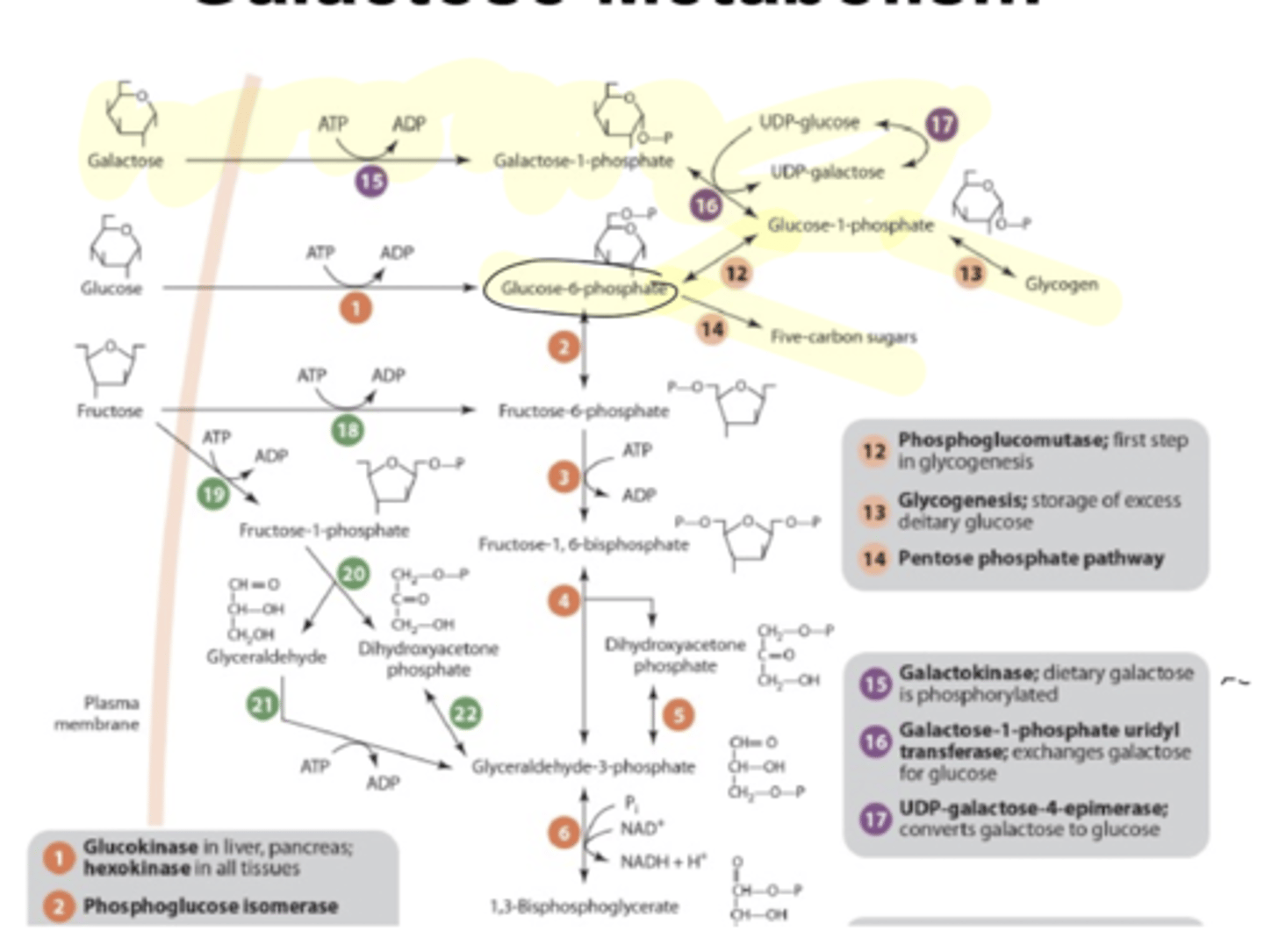 <p>LIVER</p><p>galactose</p><p>galactose-1-P</p><p>eventually broken down into glucose-6-P</p><p>*end result is the same as glucose</p><p>can be fed into:</p><p>-glycogen production</p><p>-glycolysis</p><p>-PPP</p>