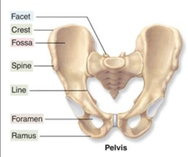 <p>a rounded opening through a bone</p>