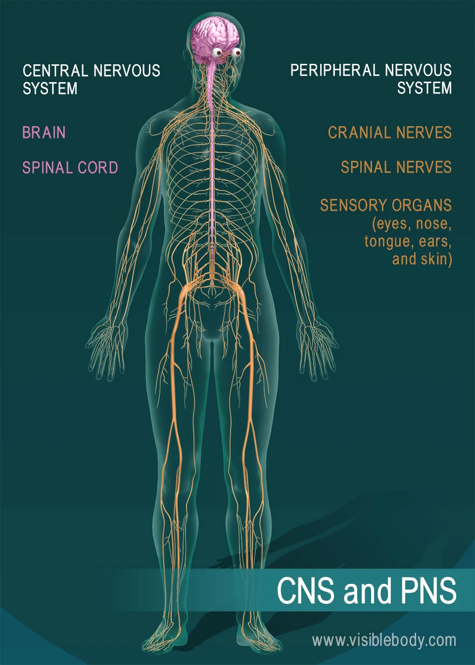 <p>nerves</p>