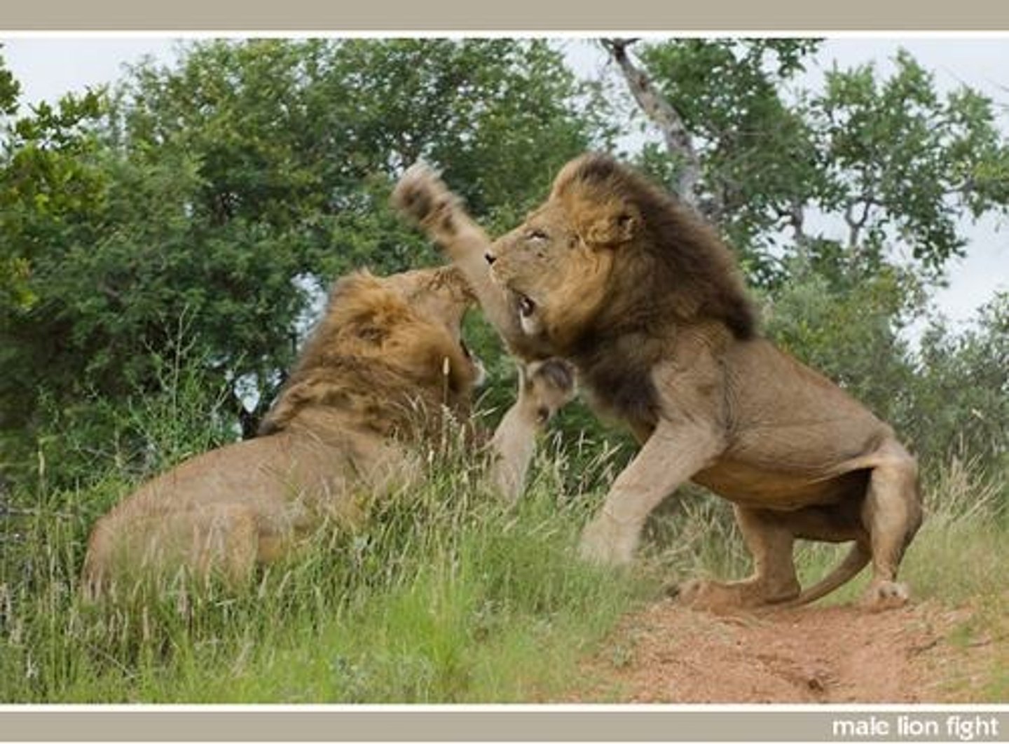 <p>Males fight for dominance in lion prides.</p>