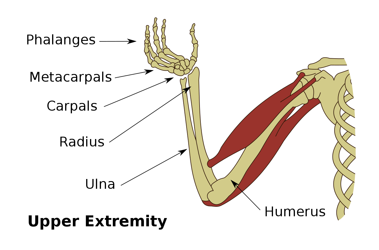 <p>ulna</p>